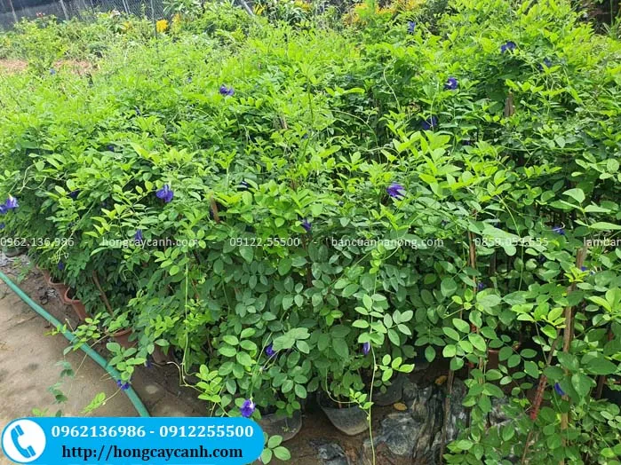 Cây hoa Đậu Biếc