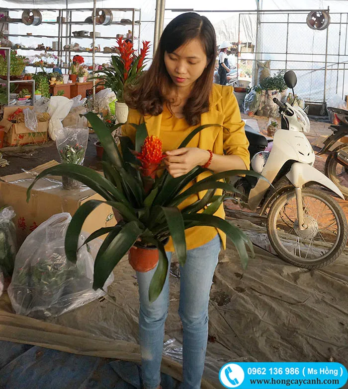 Khách hàng lựa chọn cây Dứa Nến Đỏ