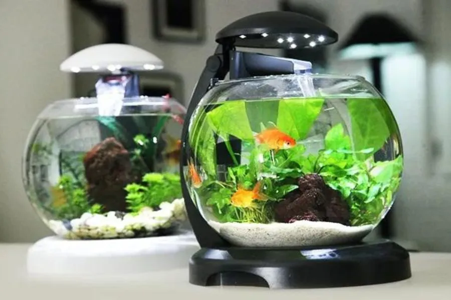 Set up bể cá thủy sinh