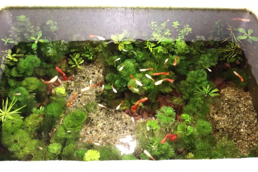 Hồ cá thủy sinh bằng thùng xốp gọn gàng, tận dụng tốt không gian