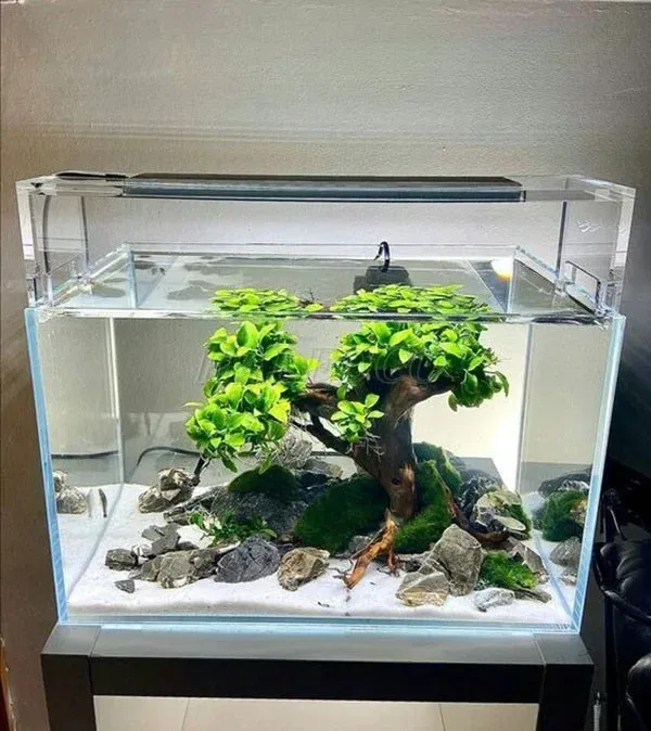 Trang trí bể thủy sinh 60x40x40 ấn tượng