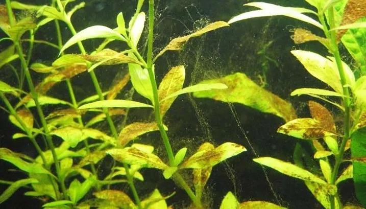 Rêu nâu bám trên cây thủy sinh trong hồ