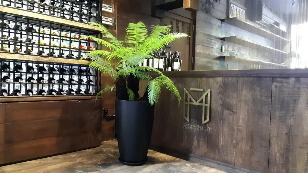 Cây dương xỉ cổ đại dùng trong trang trí văn phòng