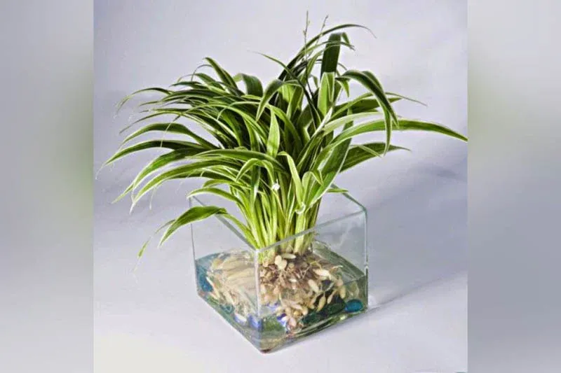 Cây cổ nhện với dây dài, lá nhỏ, bầu bình