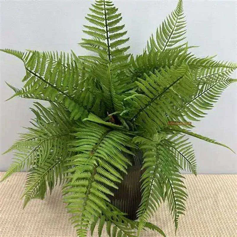 Cây dương xỉ với lá to, mềm mại và xanh mát