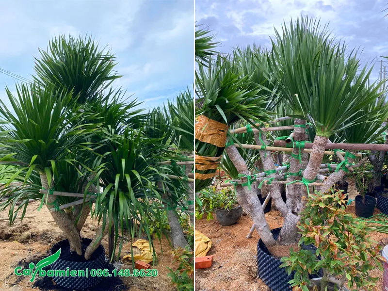 Trồng dưỡng cây trong bầu nổi