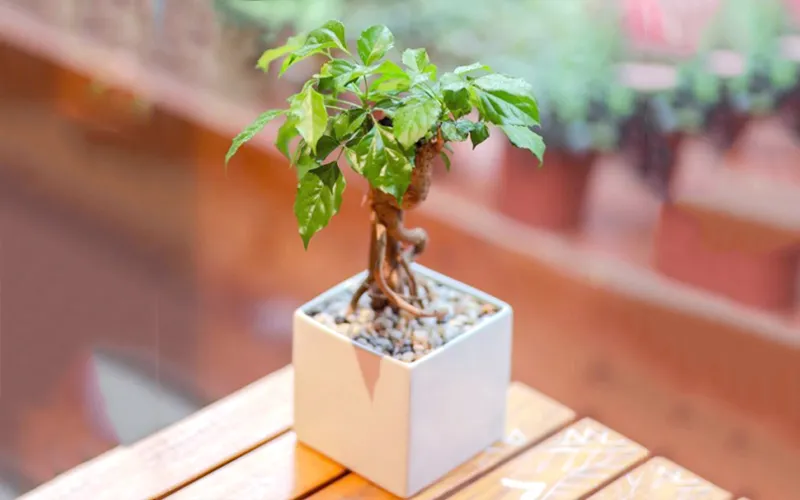 Cây hạnh phúc là loại cây đa công dụng