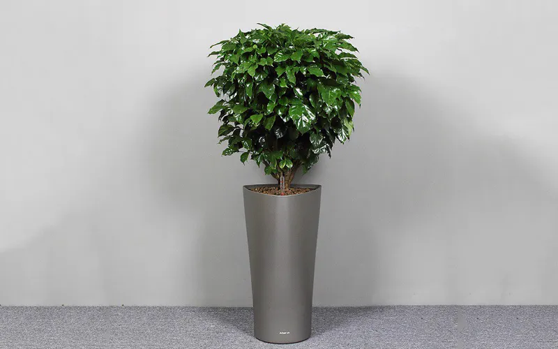 Cây hạnh phúc không kén phong thủy, phù hợp với tất cả mọi người