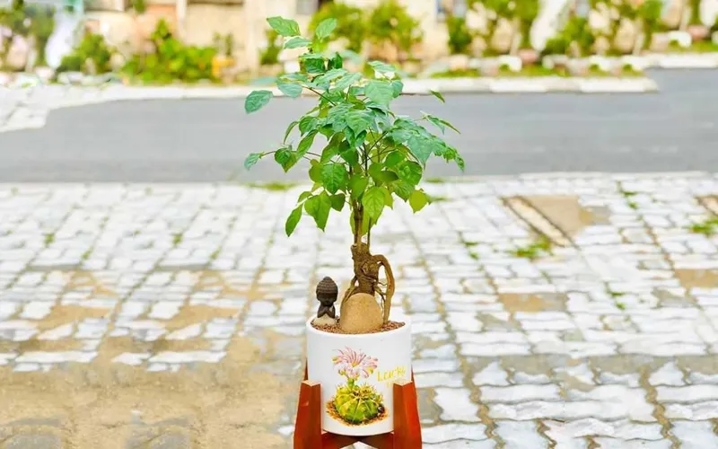 Cây hạnh phúc có thể tìm mua dễ dàng với giá rẻ