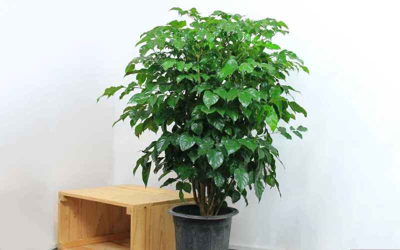 Cây hạnh phúc trồng trong nhà thường thấp hơn và ít ra hoa