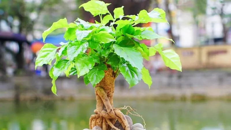 Cách trồng và chăm sóc cây hạnh phúc