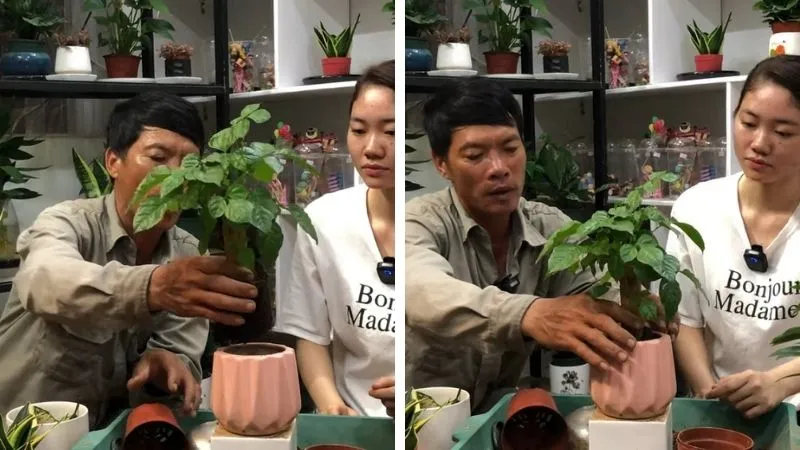 Cách trồng cây hạnh phúc bằng cây con