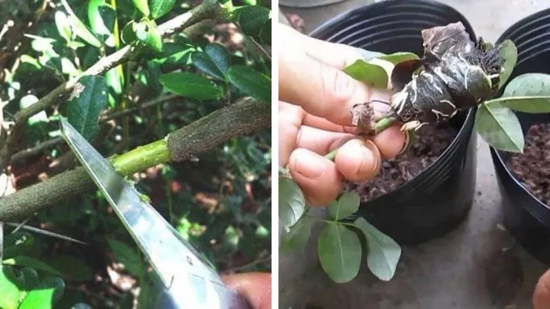 Trồng cây hạnh phúc bằng phương pháp chiết cành