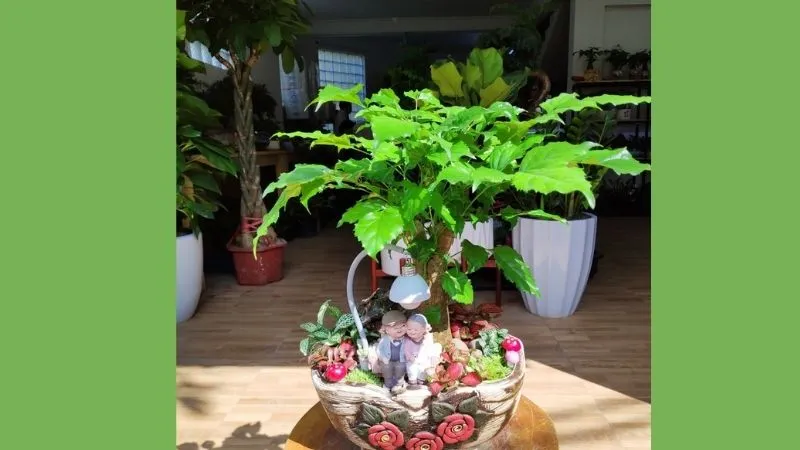 Cây hạnh phúc để bàn xanh tươi