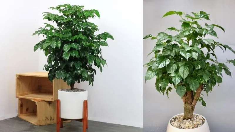 Cây hạnh phúc trong chậu giúp không gian sống tươi mát hơn