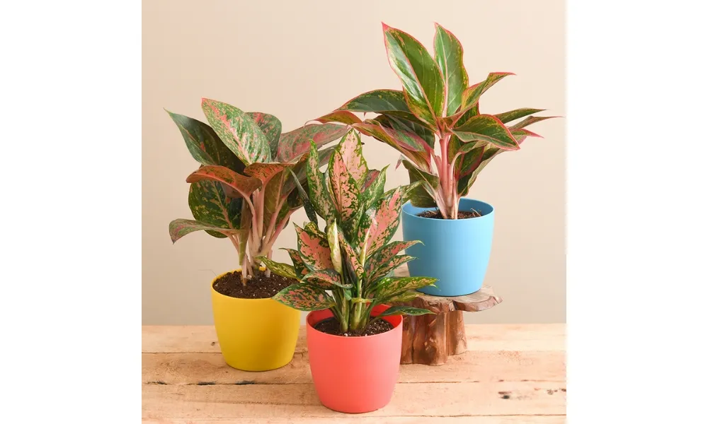 Cách trồng Phú Quý trong chậu đất