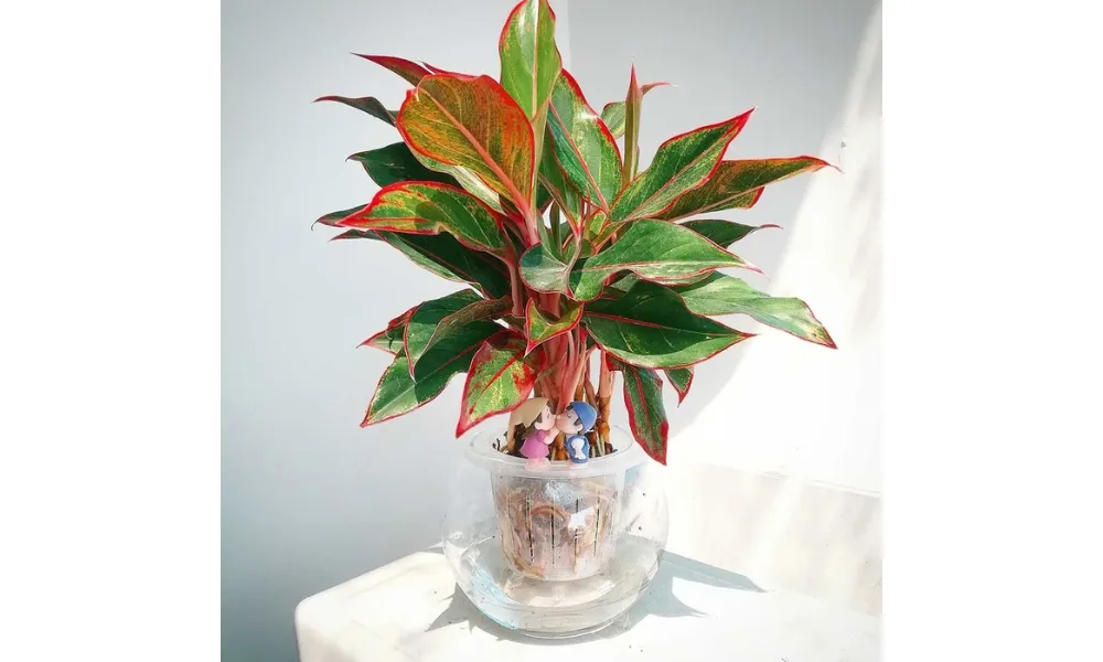 Cách trồng Phú Quý trong nước