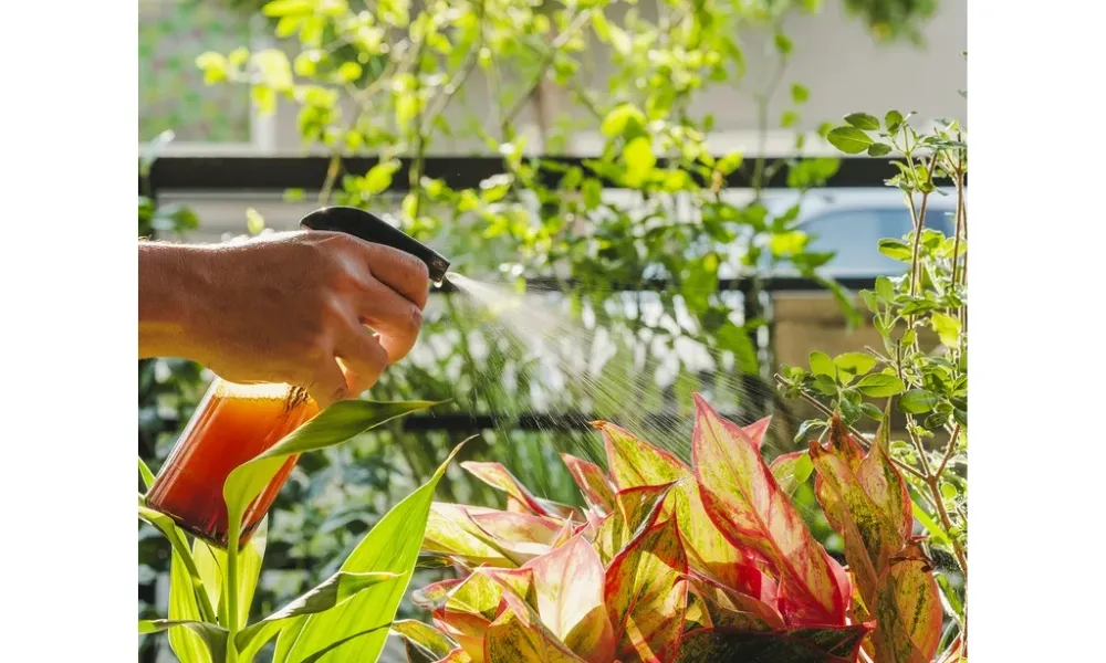 Tưới nước cho cây Phú Quý