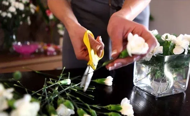 Cáº¯t tá»‰a cÃ nh hoa Ä‘Ãºng cÃ¡ch