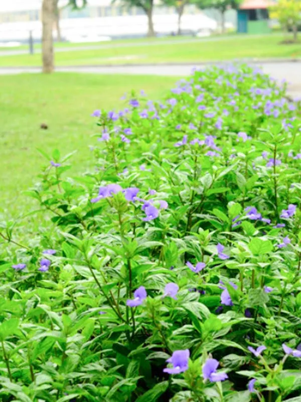 Sân vườn tươi mới với sự góp mặt của hoa cẩm lan tím