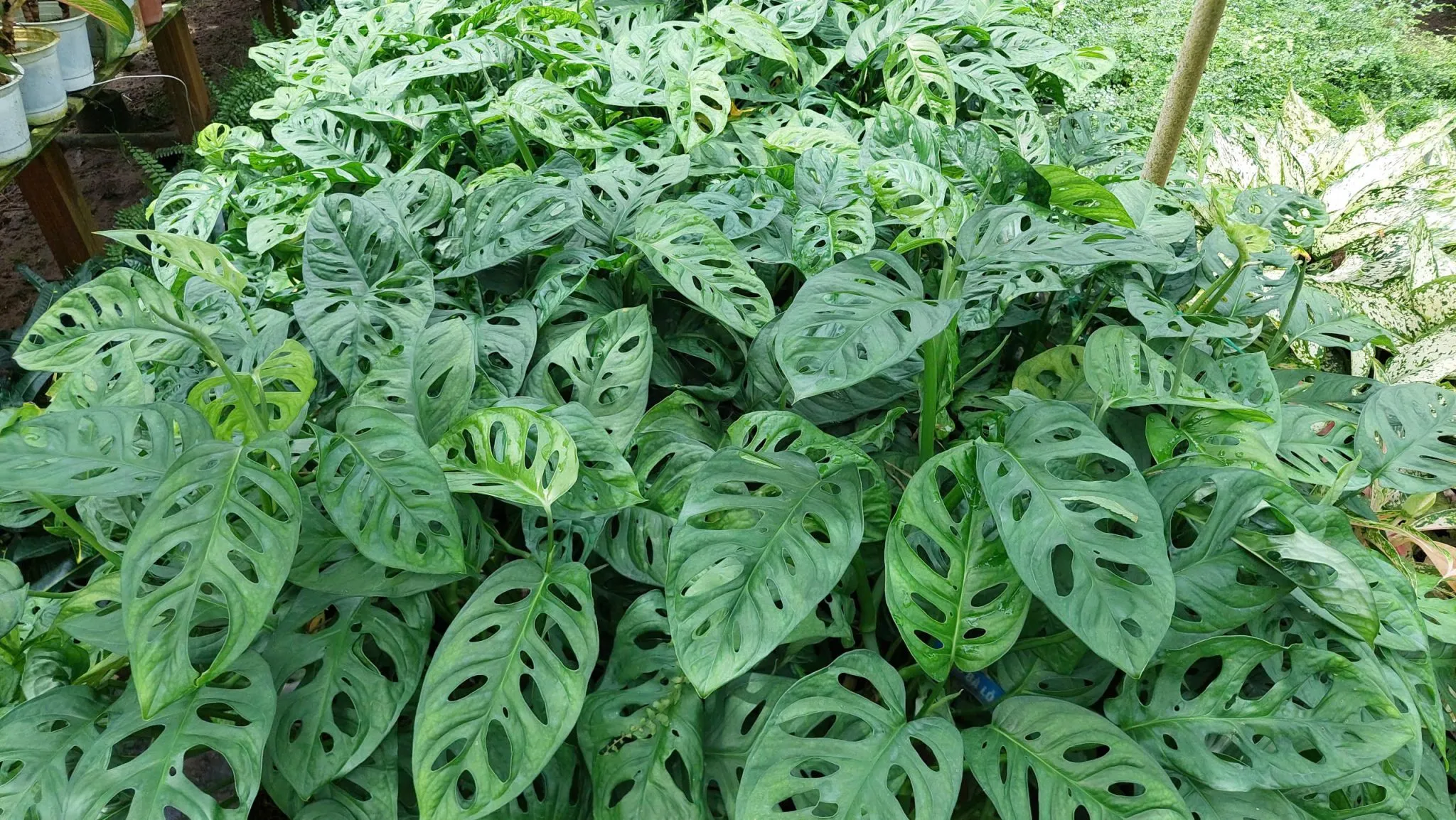 Cận cảnh cây Trầu Bà Lỗ tại vườn.