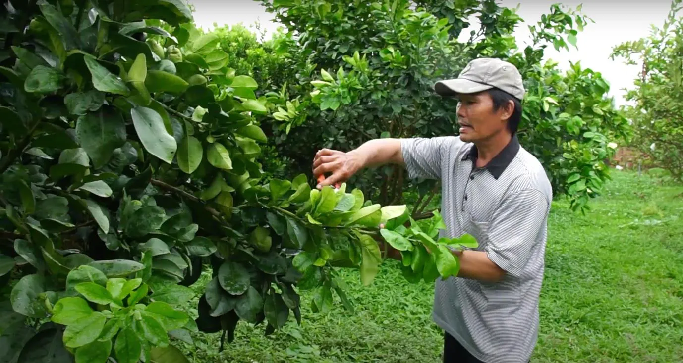 Cách cắt tỉa cành bưởi giúp cây phát triển hơn