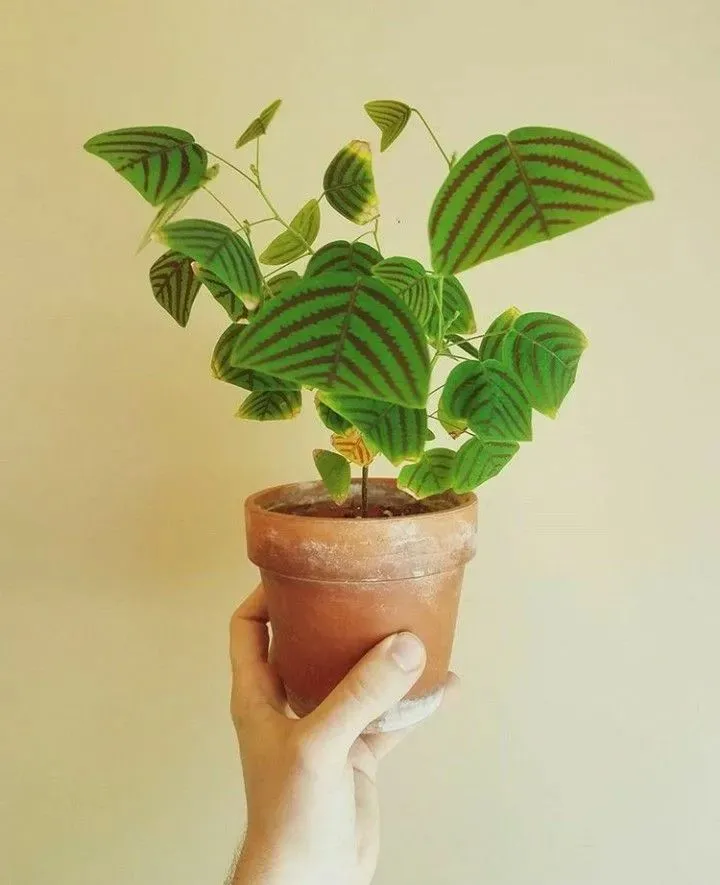 Cây cảnh cánh bướm với hình dáng độc đáo, thu hút người mới trồng cây.