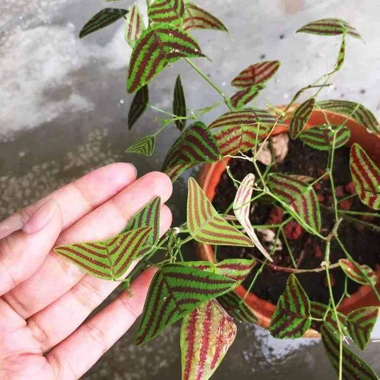 Vân lá trên cây cảnh cánh bướm rất đẹp mắt.