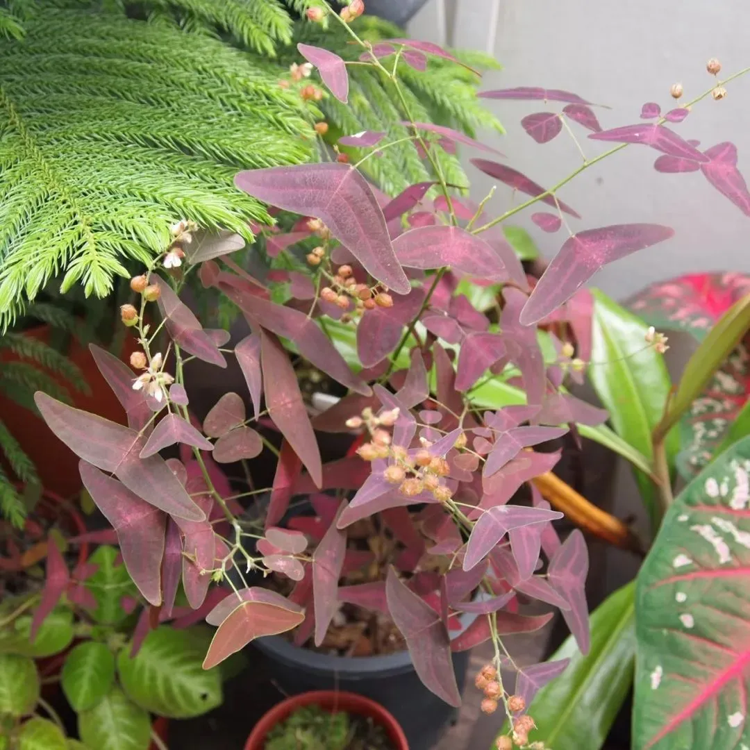 Cây cảnh cánh bướm có thể ra hoa nếu điều kiện môi trường phù hợp.