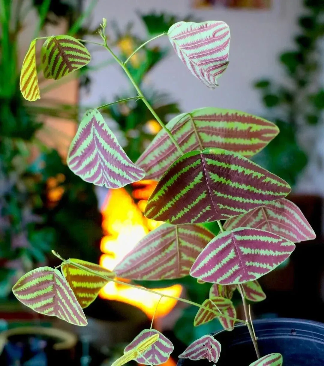 Cây cảnh cánh bướm thích hợp với nhiều ánh sáng tán xạ nhẹ.