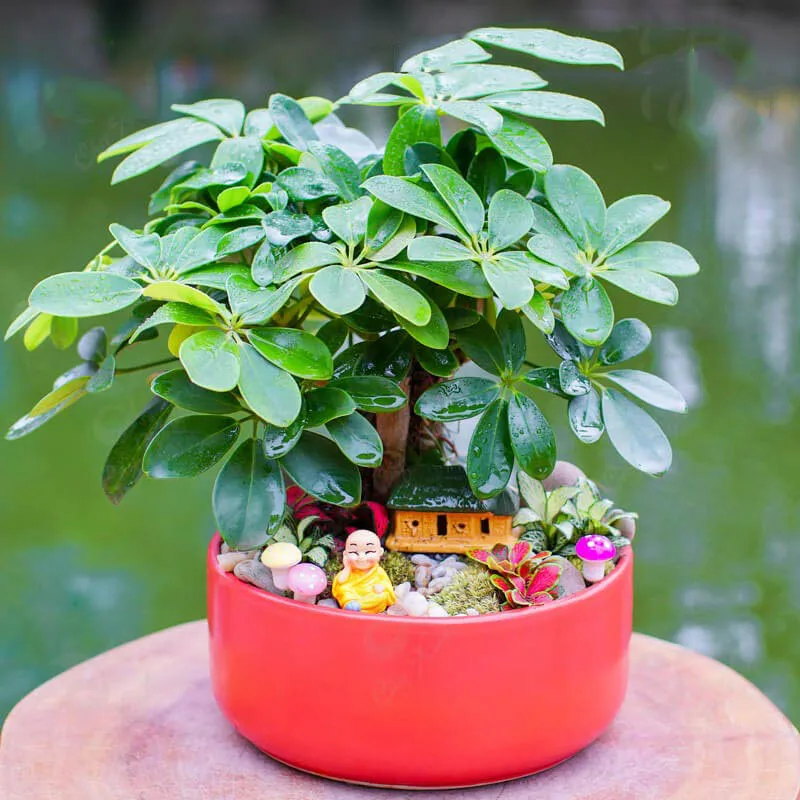 Cây ngũ gia bì với 7 lá trên mỗi cành