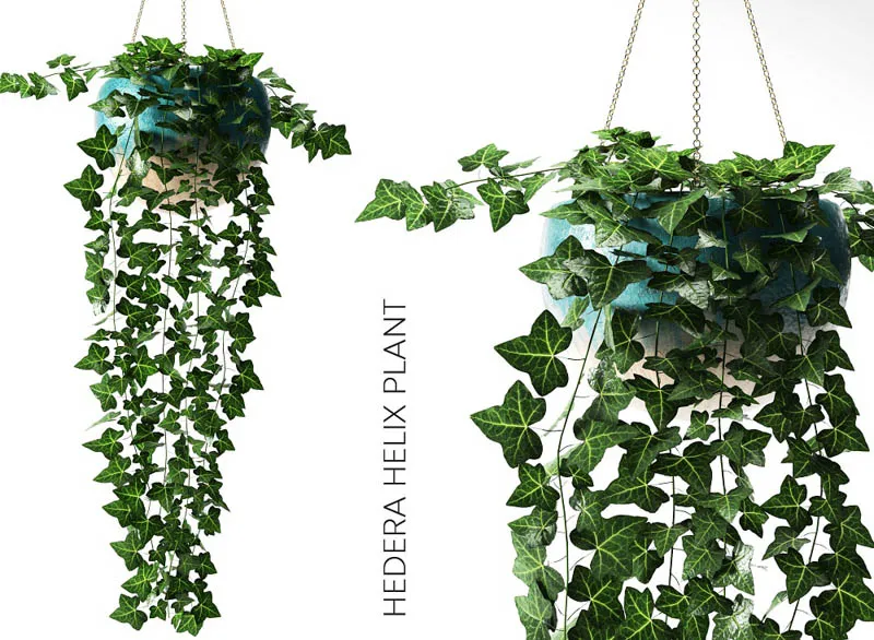 Cây Thường Xuân với lá xanh hình trái tim