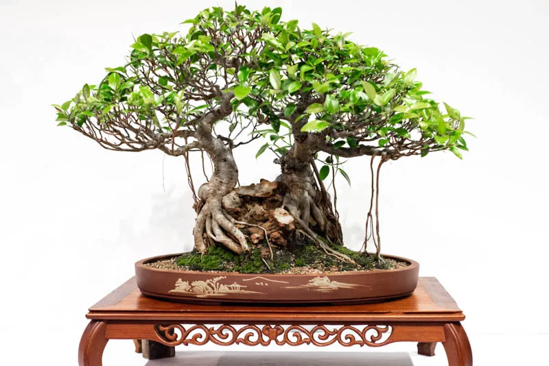 Cây Si Đài Loan với thân cây xù xì