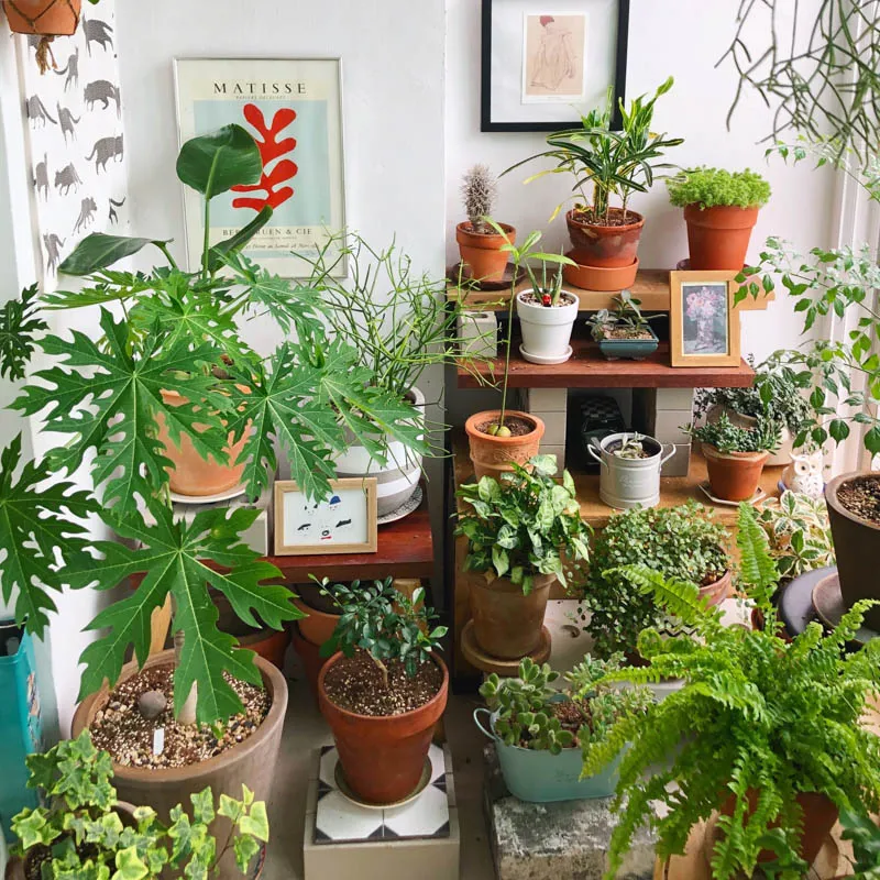 Cây thiết mộc lan với lá xanh tươi tốt