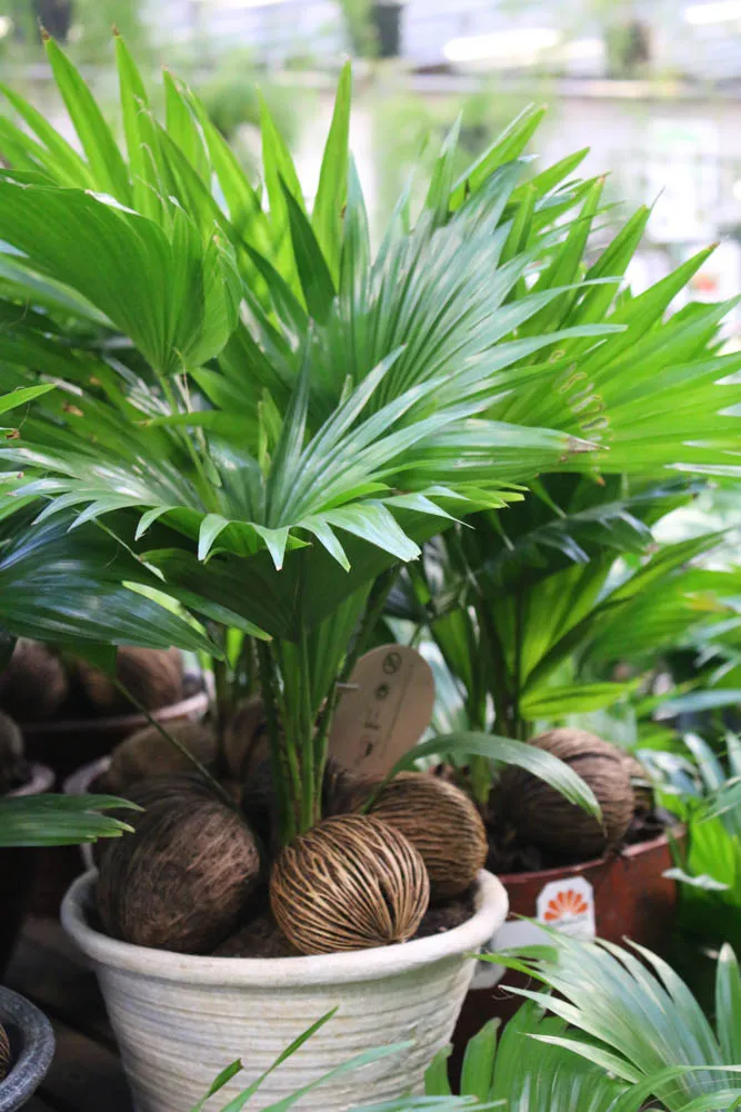 Cây Cọ Ta với tán lá to xòe rộng