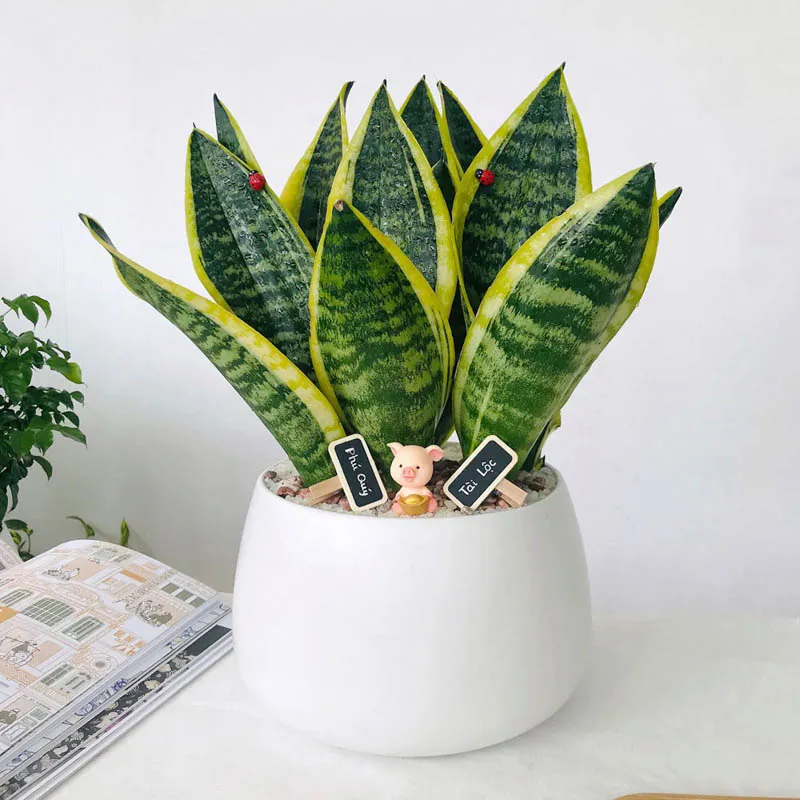 Cây lưỡi hổ với lá to dài màu xanh đậm