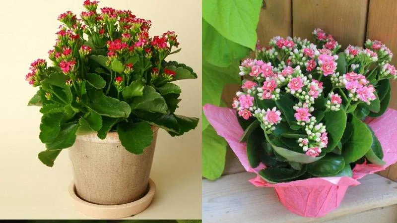 Cây sống đời với lá dày, mọng nước, xanh mướt