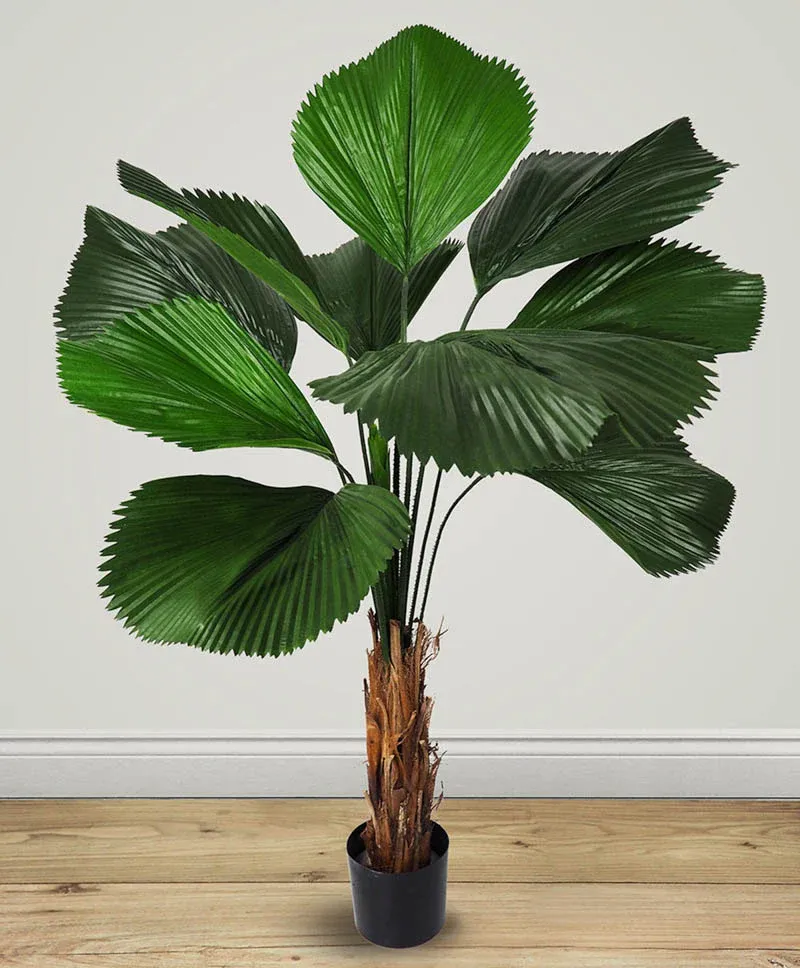 Cây cỏ nhật với tán lá quạt xòe, thân cây thanh thoát