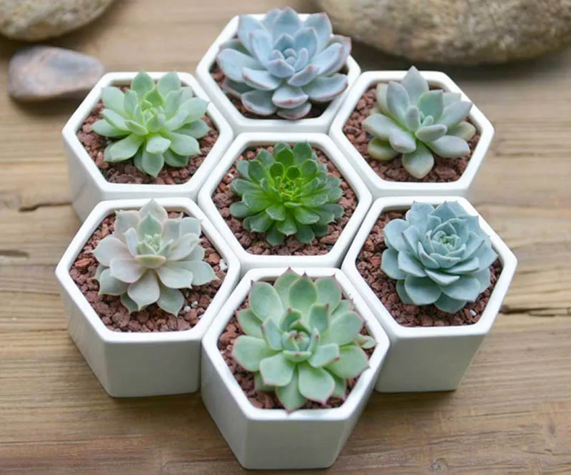 Cây sen đá với lá mọng nước hình hoa sen