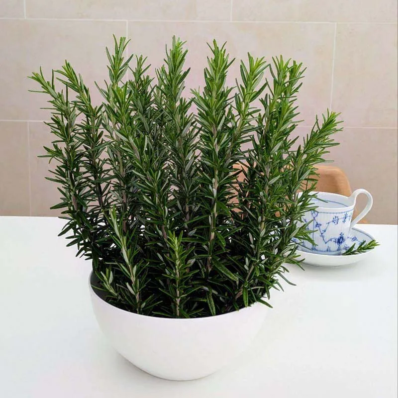 Cây Hương Thảo với lá kim và thân nhỏ