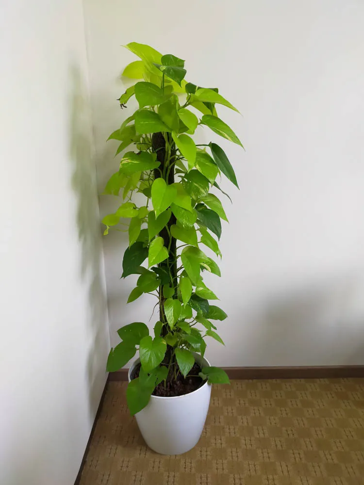 Cây Trầu Bà Leo đang leo bám