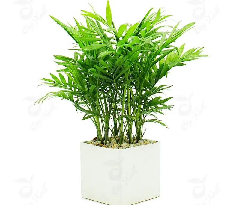 Cây Cau Tiểu Trâm với lá nhỏ giống cây dừa