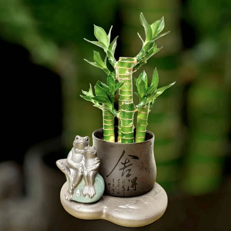 Cây trúc phát lộc với thân cây mảnh mai