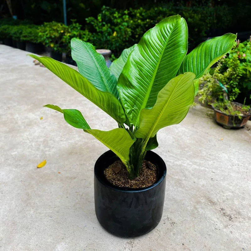 Cây Đại Phú Gia với lá to hình xương cá