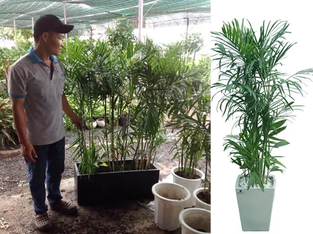 Cây cau Hawai cao cấp trong chậu đá mài