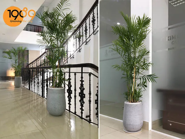 Cây cau Hawai trong chậu đá mài dáng vuông