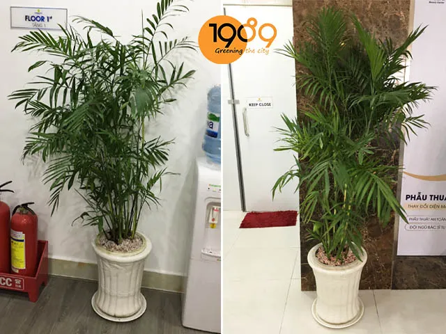 Cây cau Hawai với chậu hình chữ nhật