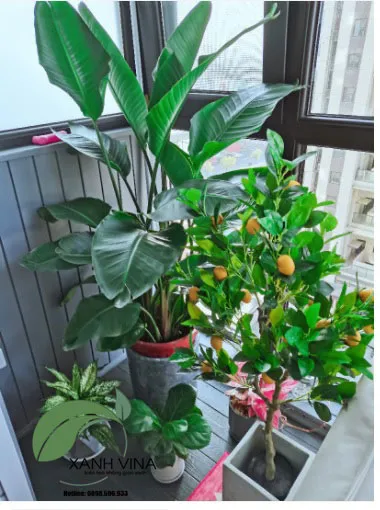 Lá chuối cảnh xanh tốt