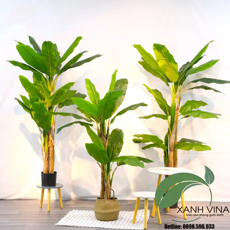 Cây chuối cảnh trong sân vườn