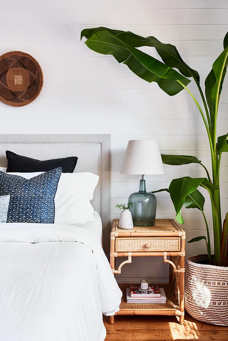 Cây chuối cảnh trong phòng ngủ